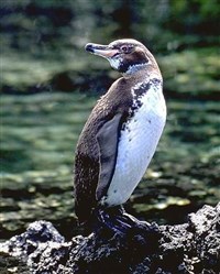 ГАЛАПАГОССКИЙ ПИНГВИН