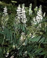 ГАЛЕГА ЛЕКАРСТВЕННАЯ