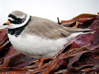 ГАЛСТУЧНИК