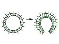 ГАСТРЕИ ТЕОРИЯ (образование гастреи)