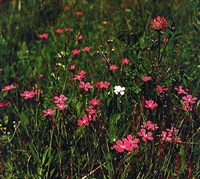 ГВОЗДИКА (травянка)