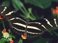 ГЕЛИКОНИДЫ (1)