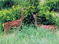 ГЕРЕНУК (Самбуру)