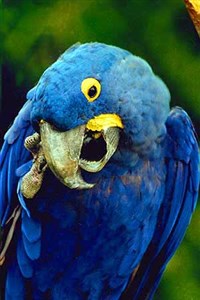 ГИАЦИНТОВЫЙ АРА