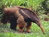 ГИГАНТСКИЙ МУРАВЬЕД