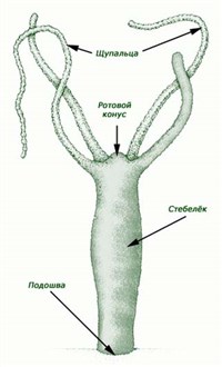 ГИДРОИДНЫЕ