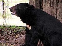 ГИМАЛАЙСКИЙ МЕДВЕДЬ (Ursus thibetanus)