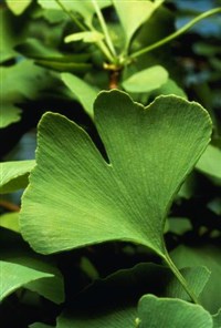 ГИНКГО (Гинкго билоба)