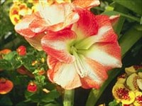 ГИППЕАСТРУМ