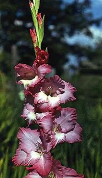 ГЛАДИОЛУС (1)