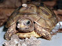 ГЛАДКАЯ КИНИКСА