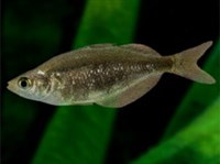 ГЛОССОЛЕПИС