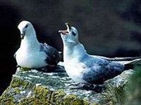 ГЛУПЫШ (пара)