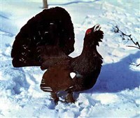 ГЛУХАРЬ (на току)