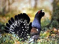 ГЛУХАРЬ (Tetrao urogallus)