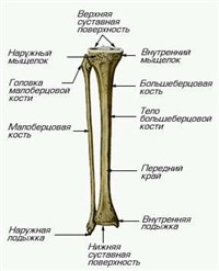 ГОЛЕНЬ (скелет)
