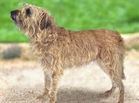 ГОЛЛАНДСКИЙ СМАУСХОНД