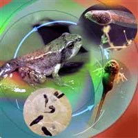 ГОЛОВАСТИК