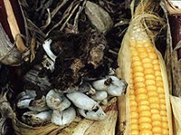 ГОЛОВНЕВЫЕ ГРИБЫ (Грибок маисовая головня)