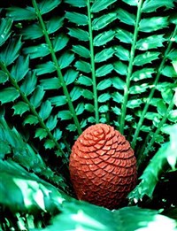 ГОЛОСЕМЕННЫЕ (Энцефаляртос)