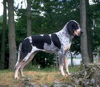 ГОЛУБАЯ ГАСКОНСКАЯ ГОНЧАЯ