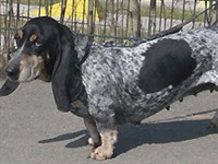 ГОЛУБОЙ ГАСКОНСКИЙ БАССЕТ (сука)