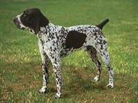 ГОЛУБОЙ ОВЕРНСКИЙ БРАКК 1