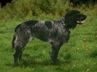 ГОЛУБОЙ ПИКАРДИЙСКИЙ ЭПАНЬОЛЬ