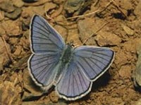 ГОЛУБЯНКИ (Lycaena heteronea)