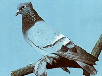 ГОННЫЕ ГОЛУБИ (Рижский белопоясный)