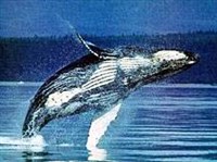 ГОРБАЧ (Megaptera novaeangliae)