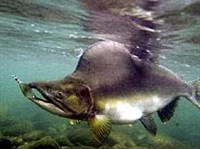 ГОРБУША (Oncorhynchus gorbuscha)