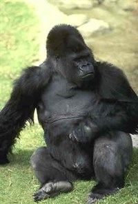 ГОРИЛЛА (самец)