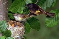 ГОРИХВОСТКИ