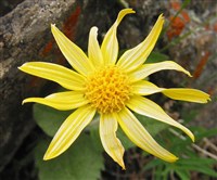 ГОРНАЯ АРНика (цветок)