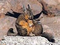 ГОРНАЯ ВИСКАЧА (Lagidium viscacia)