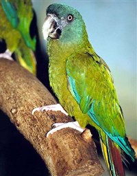 ГОРНЫЙ АРА (Ara couloni)