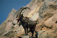 ГОРНЫЙ КОЗЕЛ