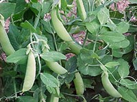 ГОРОХ посевной