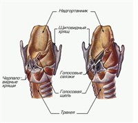 ГОРТАНЬ