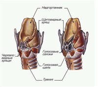 ГОРТАНЬ человека (схема)