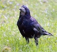 ГРАЧ (Corvus frugilegus)