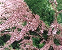 ГРЕБЕНЩИК (ветка)