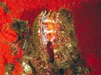 ГРЕБЕШКИ (тропический гребешок)