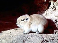 ГРЕБНЕПАЛЫЕ ГРЫЗУНЫ (Гунди Вала)