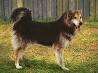 ГРЕНЛАНДСКАЯ СОБАКА