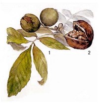 ГРЕЦКИЙ ОРЕХ