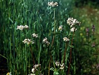 ГРЕЧИХА ПОСЕВНАЯ