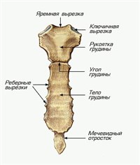 ГРУДИНА