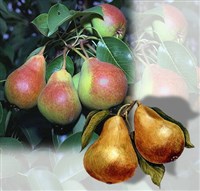 ГРУША (плоды)